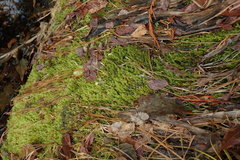 Drepanocladus
