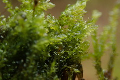 Drepanocladus