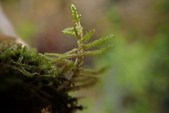 Stereodon callichrous