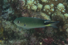 Pomachromis richardsoni