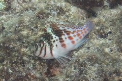 Cirrhitichthys falco