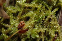 Scorpidium revolvens