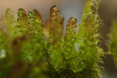 Scorpidium revolvens