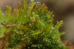 Scorpidium revolvens