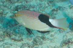 Bodianus loxozonus
