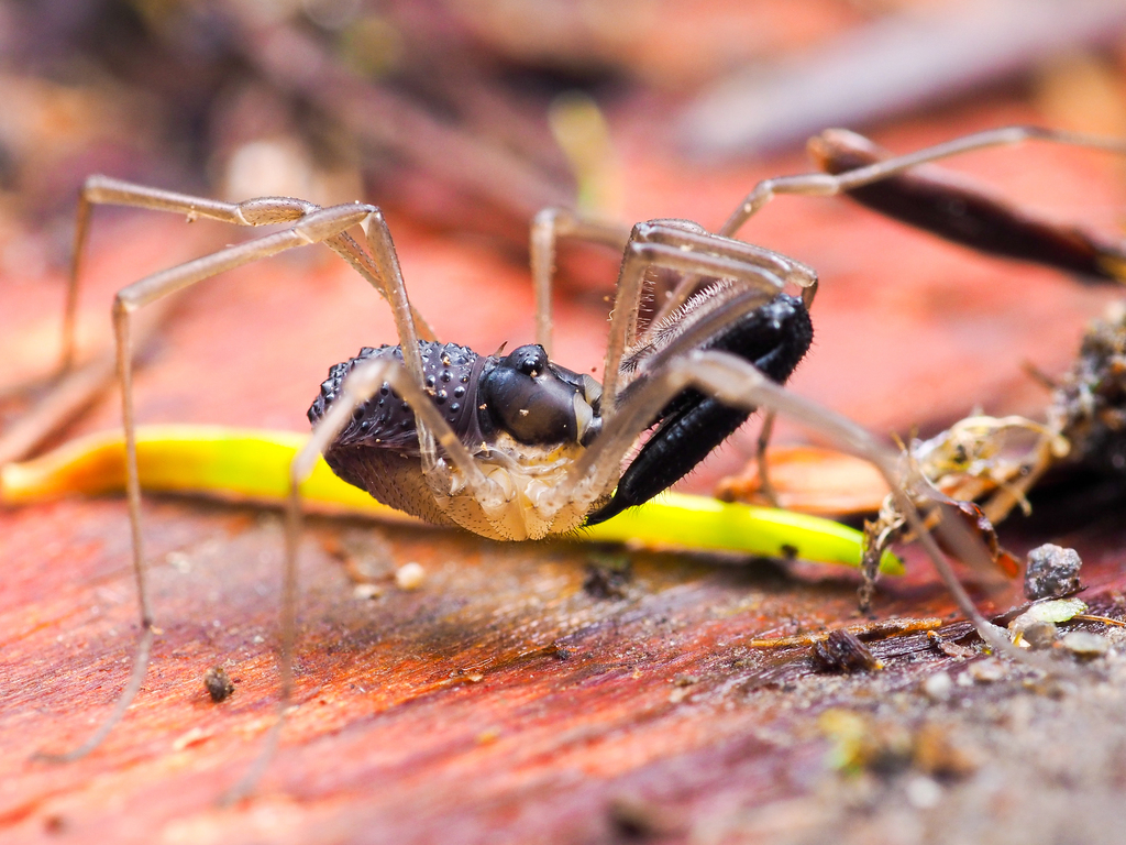 Ischyropsalidoidea