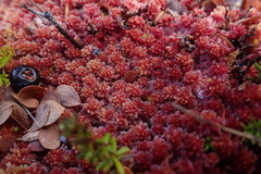 Moss (Sphagnum capillifolium)