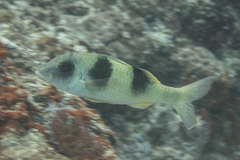 Parupeneus crassilabris