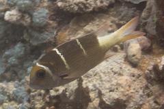 Monotaxis heterodon