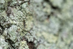 Dactylomyia lateralis