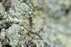 Dactylomyia lateralis