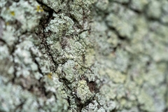 Dactylomyia lateralis
