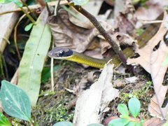 Dendrophidion clarkii