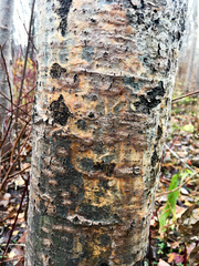 Entoleuca mammata