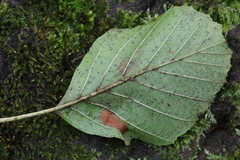 Phyllonorycter klemannella