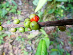 Sarcopera anomala