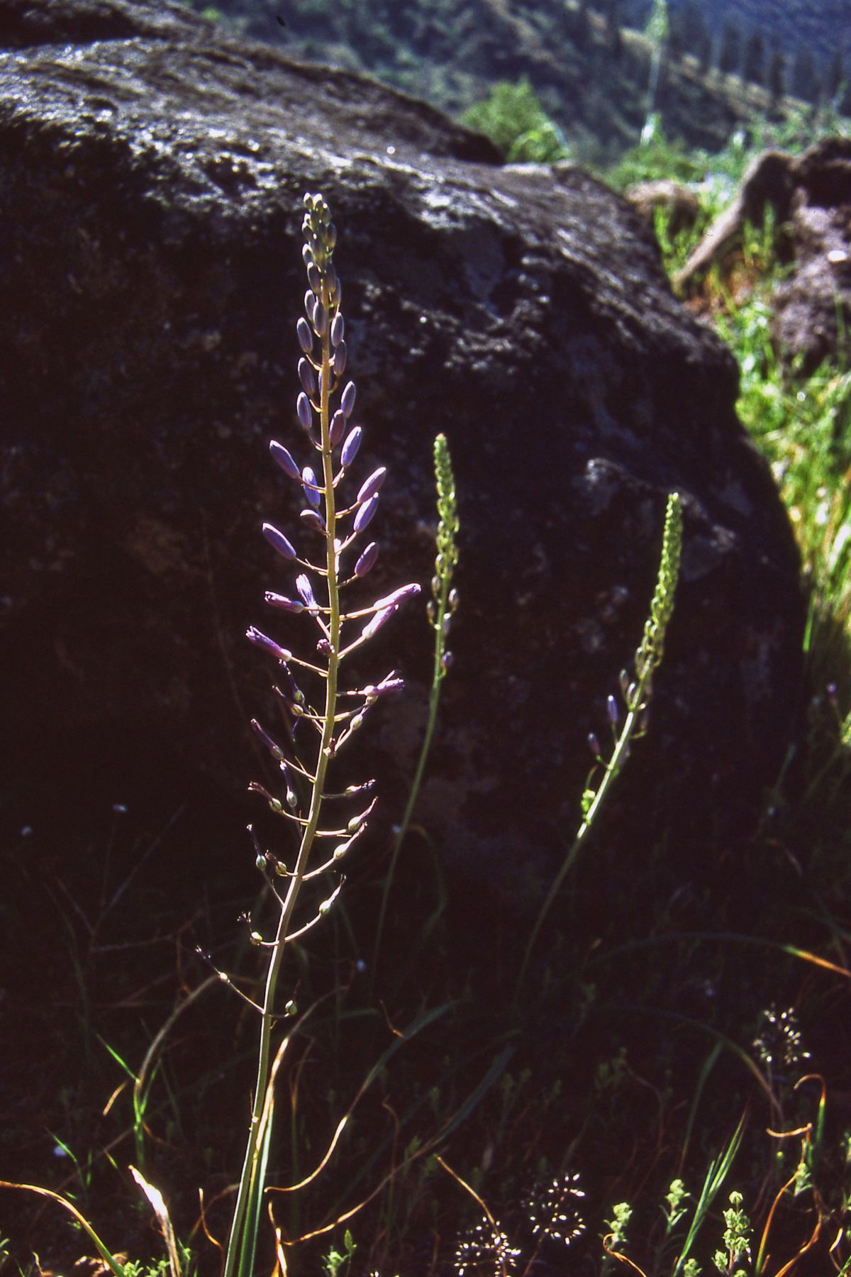 Howell's Camas (Camassia howellii)