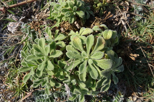 Image of Cyanthillium Maritimum (Cyanthillium maritimum) by (c) agujaceratops, some rights reserved (CC BY)