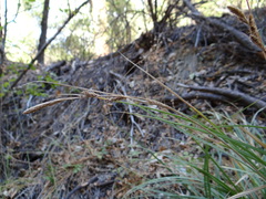 Carex sartwelliana