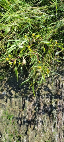 awnless beggarticks (Bidens infirma)