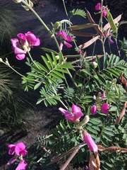 Tephrosia glomeruliflora