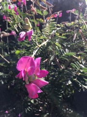 Tephrosia glomeruliflora