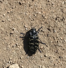 Lampetis dilaticollis