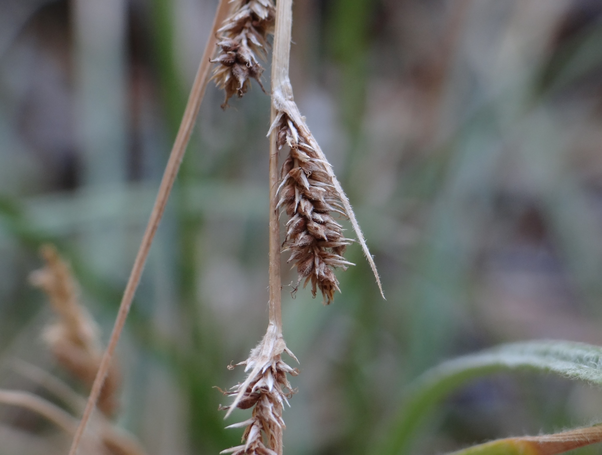 Carex sartwelliana