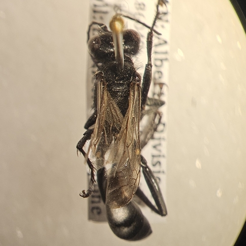 Podalonia mexicana