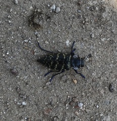 Lampetis dilaticollis