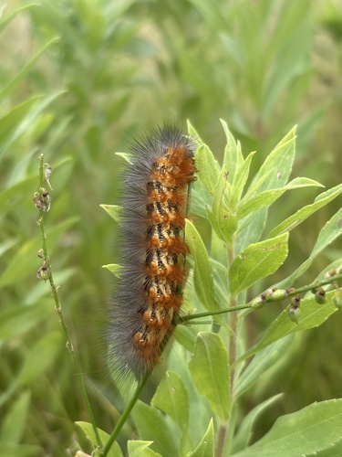 Salt Marsh Moth