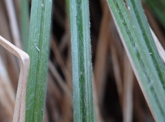 Carex sartwelliana