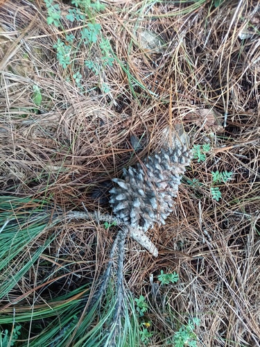 Pinus pseudostrobus