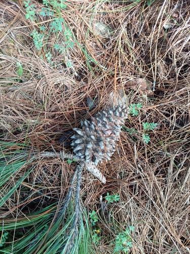 Pinus pseudostrobus, photograph 2