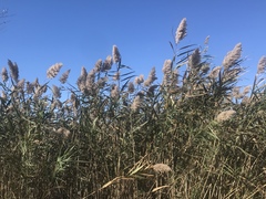 Phragmites australis