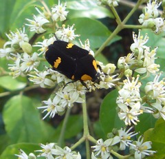 Clinteria imperialis