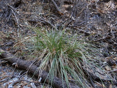 Carex sartwelliana