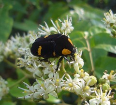 Clinteria imperialis