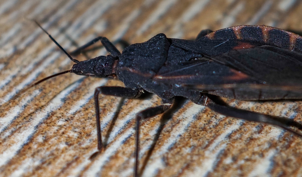 Large Kissing Bug