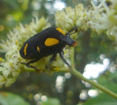 Clinteria imperialis