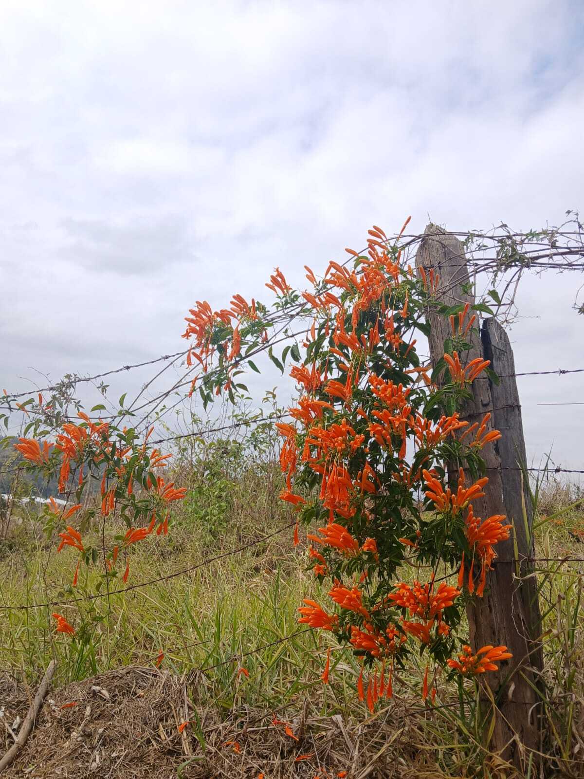 Pyrostegia venusta