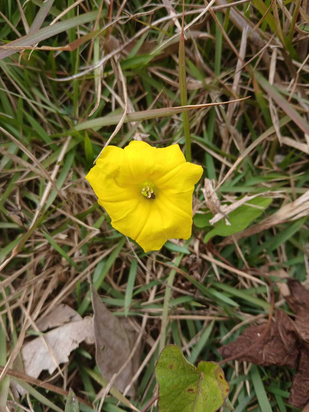 Camonea umbellata