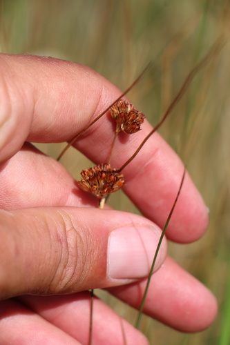 long-styled rush (Juncus longistylis)