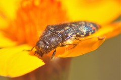 Acmaeodera mudgei