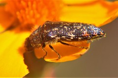 Acmaeodera mudgei