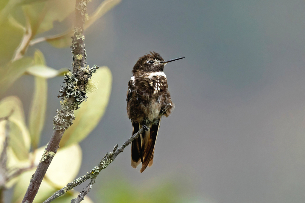 Purple-backed Sunbeam