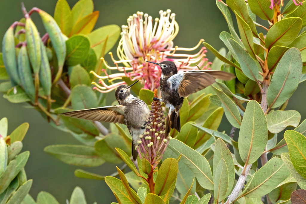 Purple-backed Sunbeam