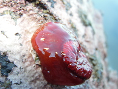Anemonia alicemartinae