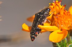 Acmaeodera mudgei