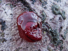 Anemonia alicemartinae
